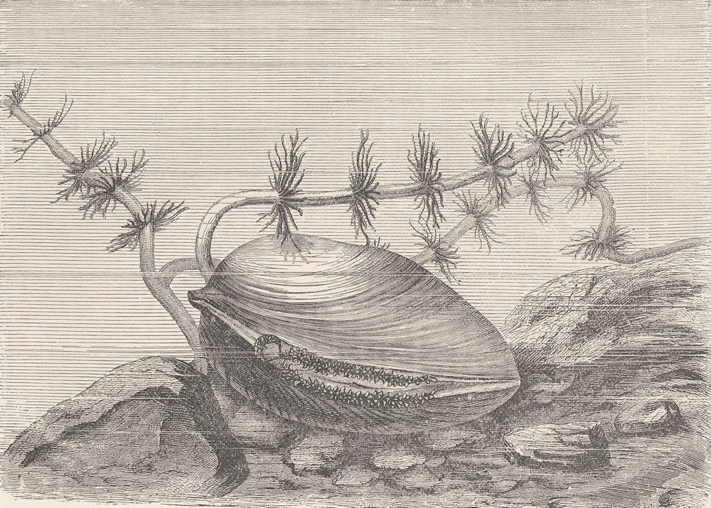 MOLLUSCS. Large river-mussel, Anodonta cygnea 1896 old antique print picture